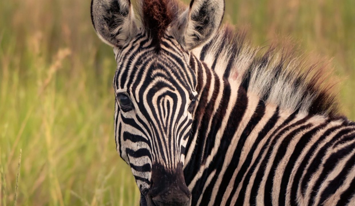 Springbok-Lodge-Zebra
