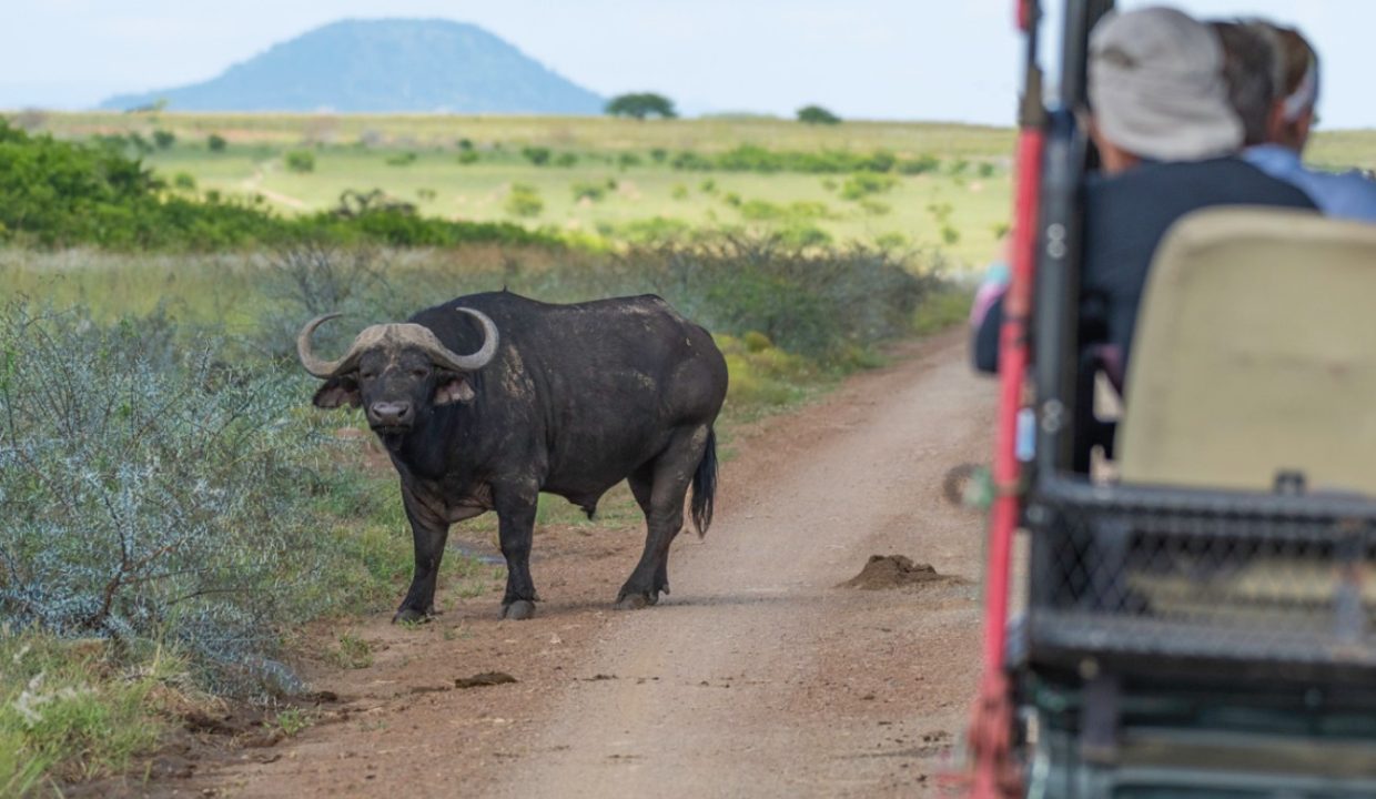 Springbok-Lodge.Buffalo-Vehicle