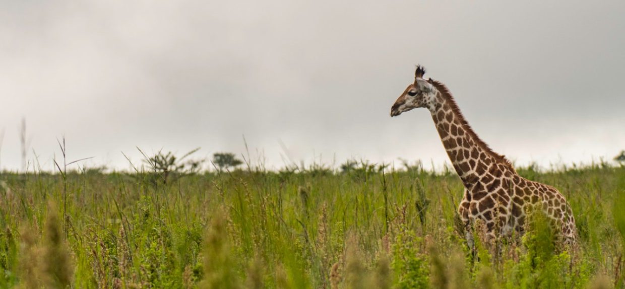 Springbok-Lodge.giraffe