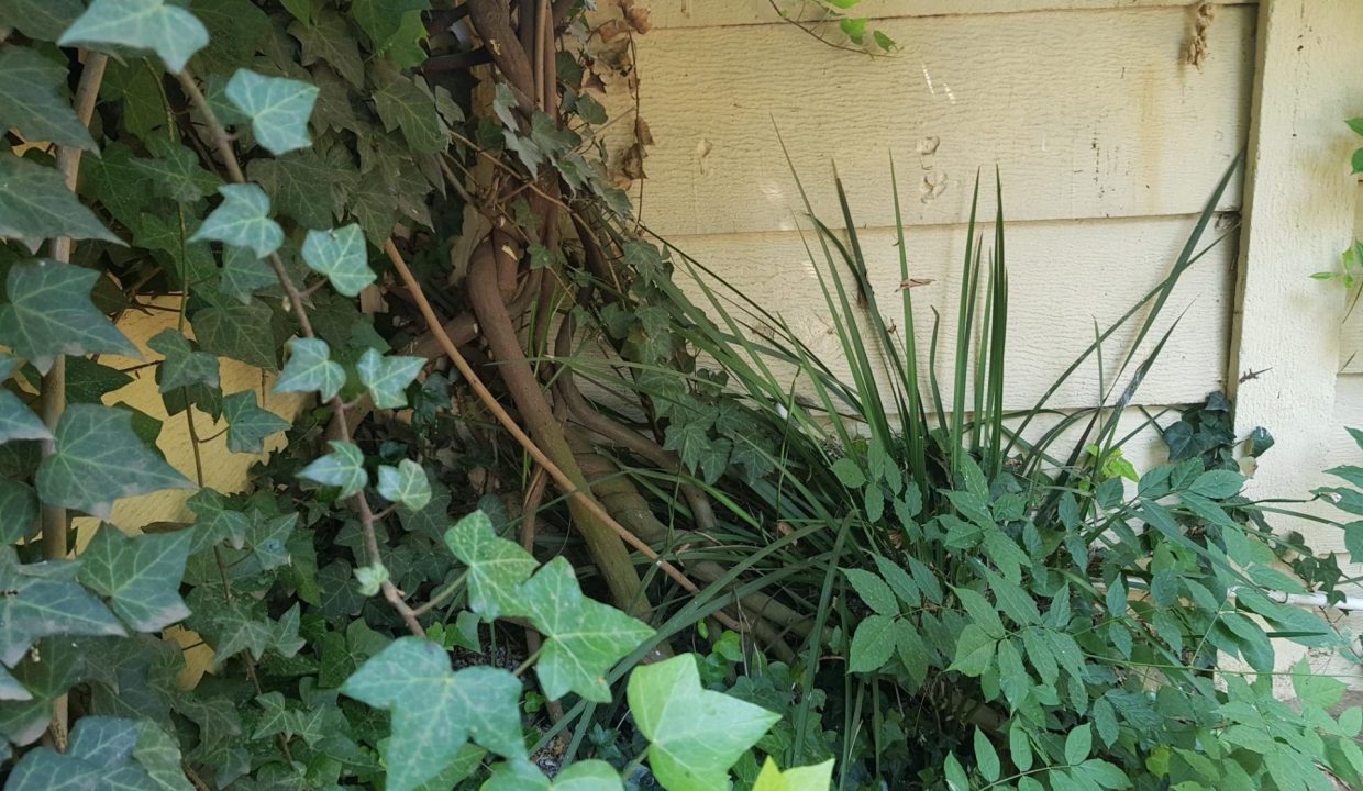 Garden 11